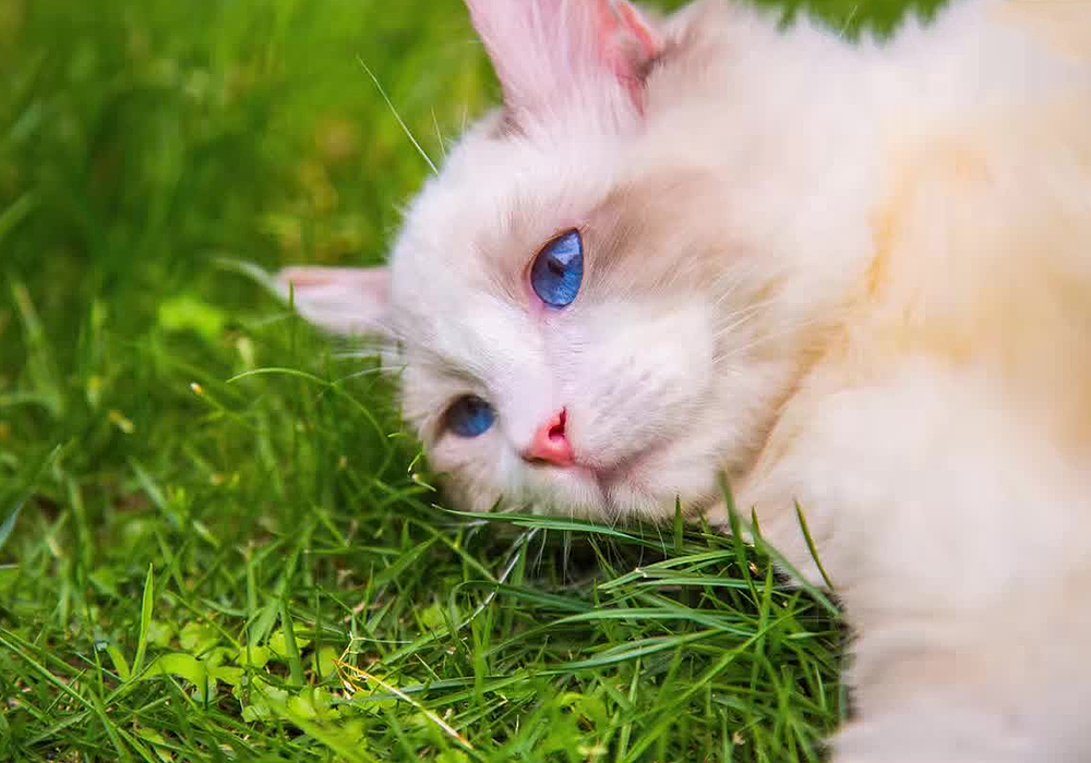 宠物摄影~猫咪咪no1