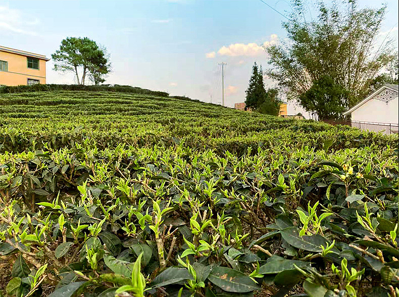 山田土滇红红螺,
2021年明前春茶,<br>采自凤庆海拔2200米,无污染生态茶园,<br>干净,安全,放心。