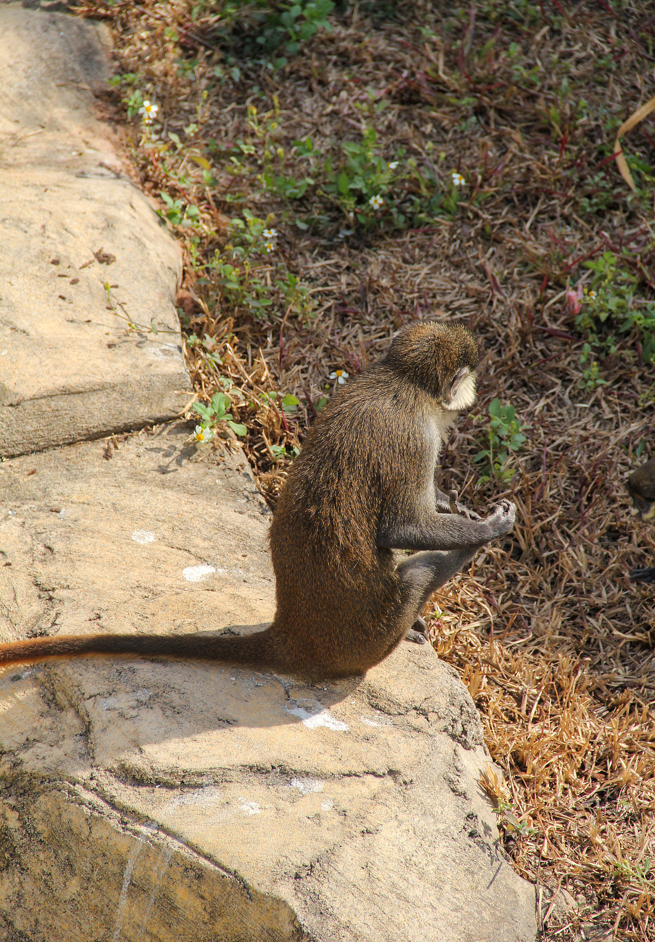 万物可爱（图ZMTk5OTY3NjE2） - 宠物摄影 - 站酷设计师小红帽JN原创素材 - 站酷ZCOOL