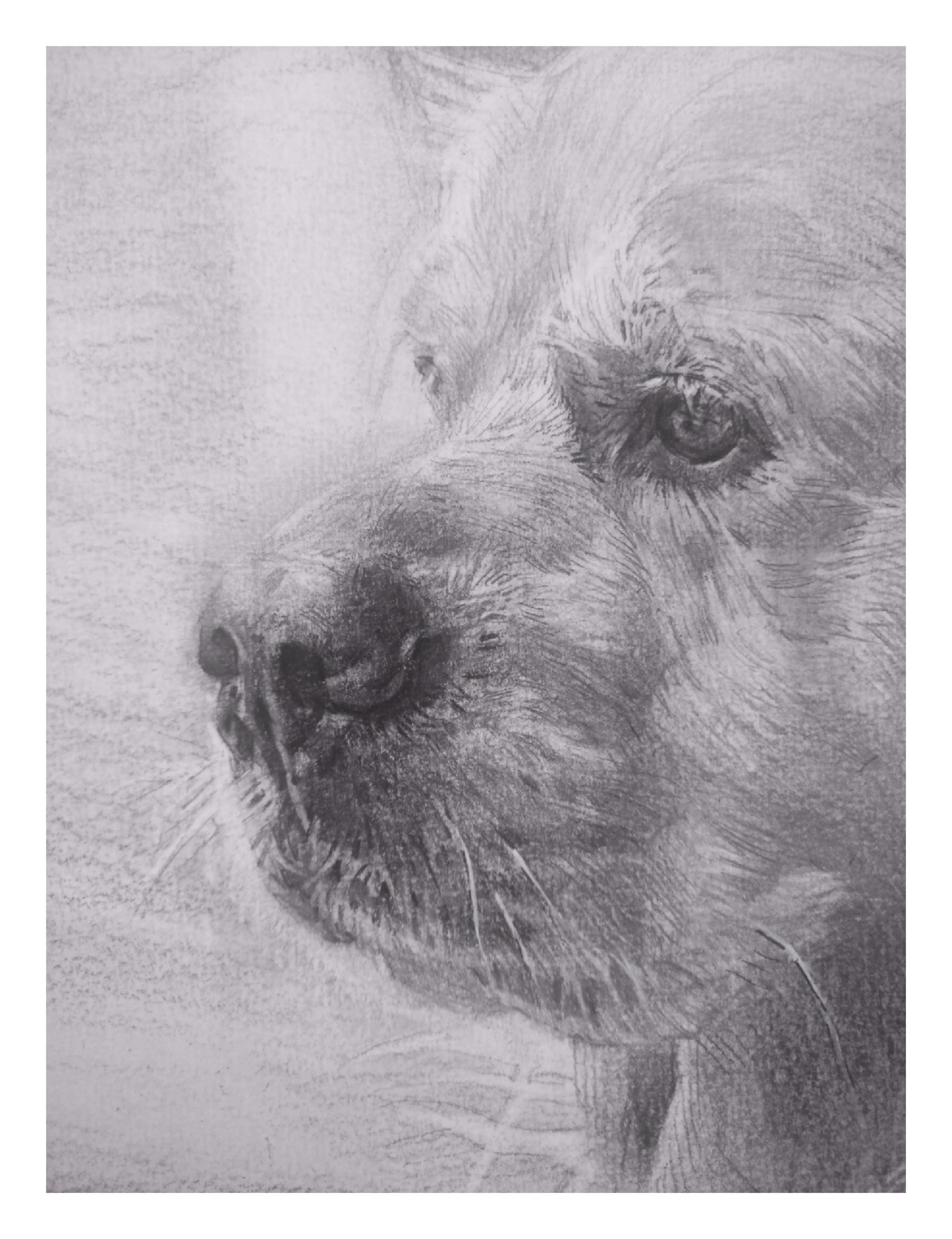 金毛素描|纯艺术|绘画|朱一在画画 - 原创作品 - 站酷 (zcool)