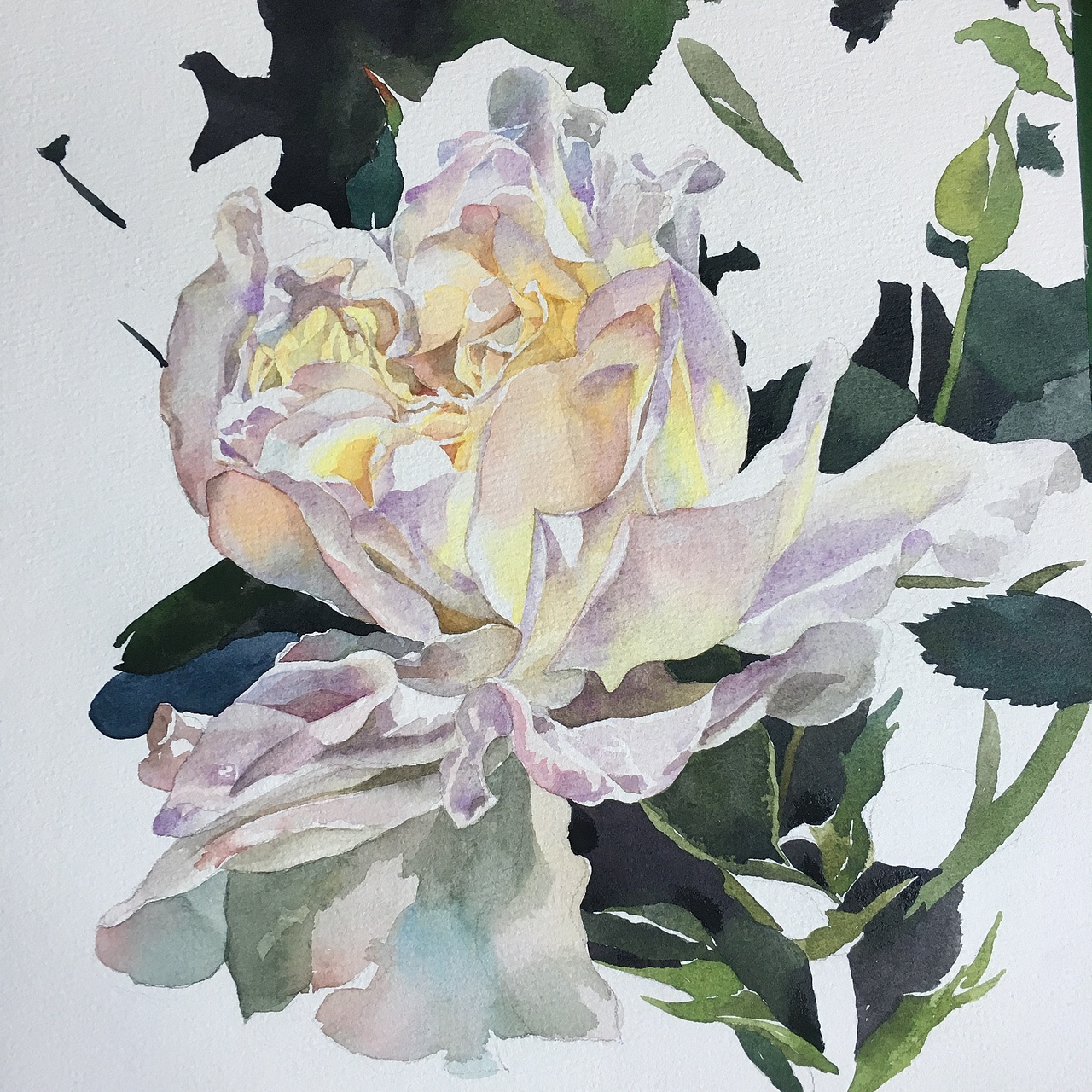 水彩白玫瑰过程图