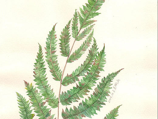 蕨类植物