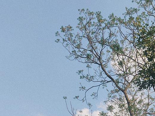 树（个人主页-ZNTYwODY3NzI=） - 风光摄影 - 站酷设计师孜川原创素材 - 站酷ZCOOL