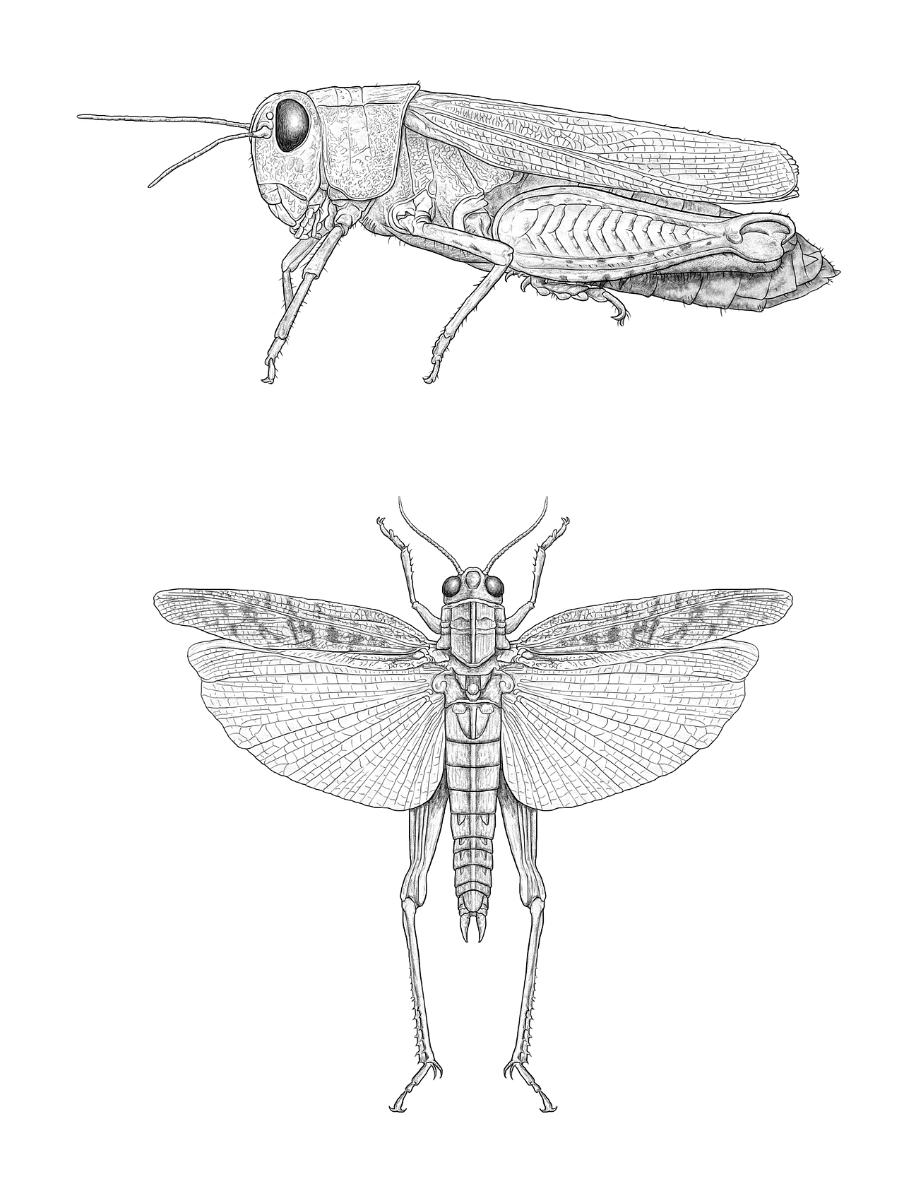 《昆虫记》插图