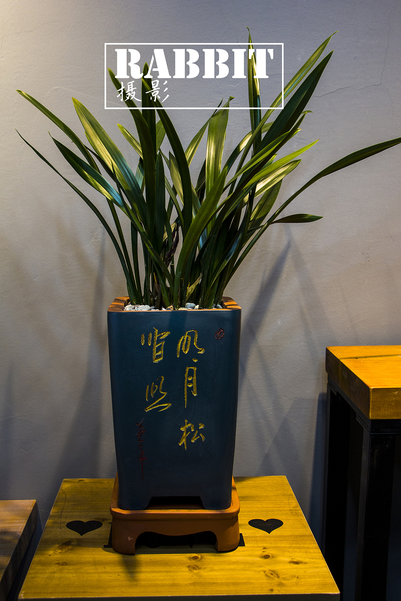 摄影（多肉植物（图ZMTA0MDIyODgw） - 产品摄影 - 站酷设计师w视角原创素材 - 站酷ZCOOL