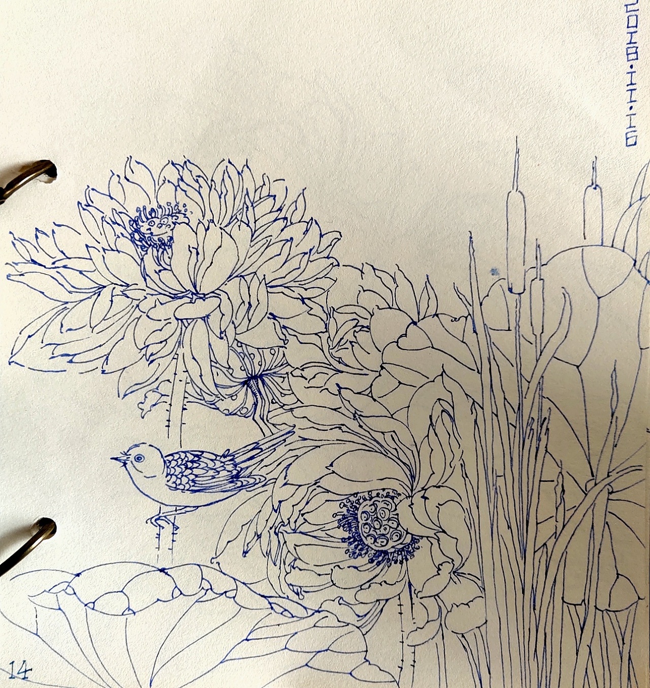 荷x钢笔白描