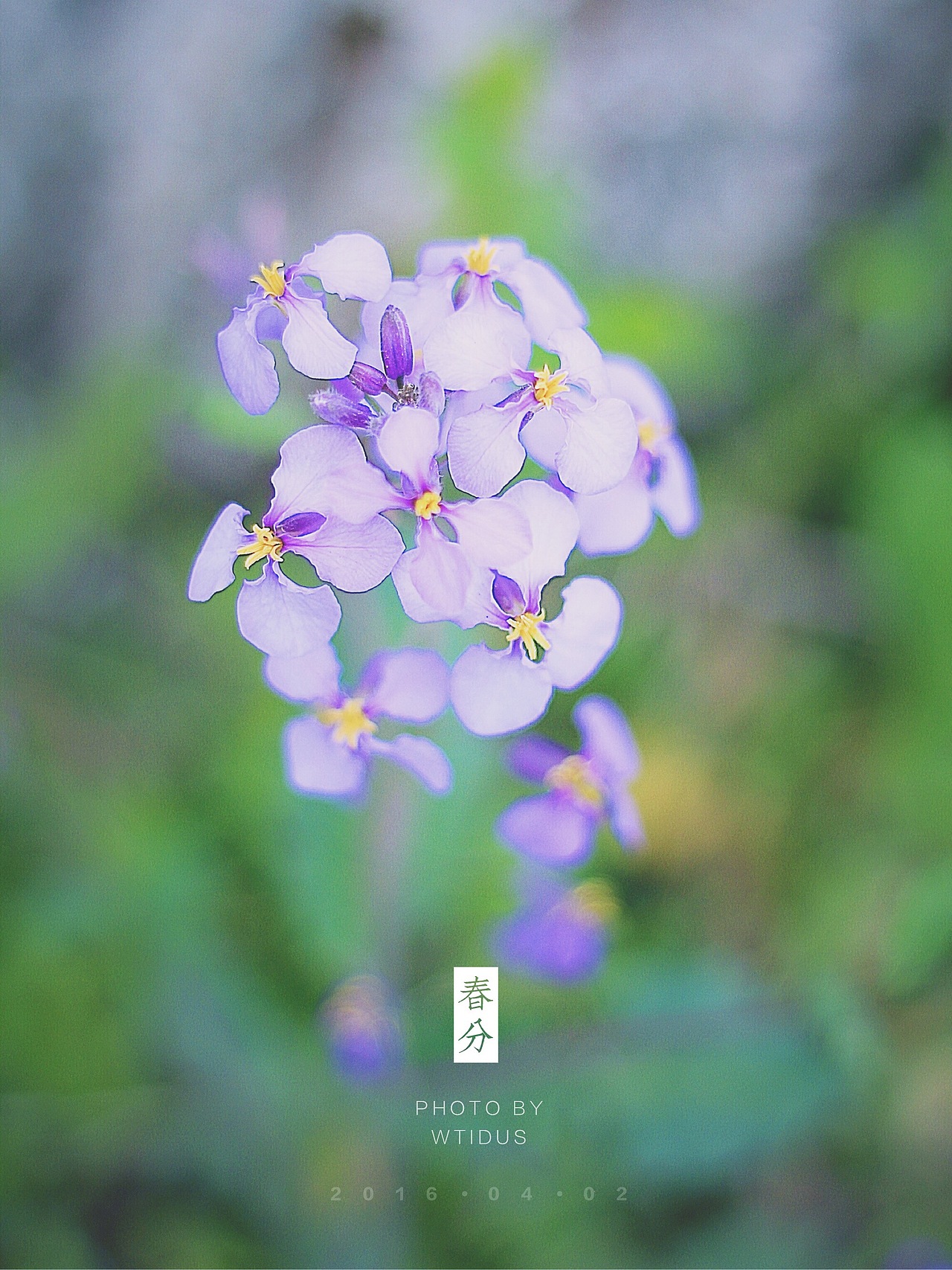 踏春“睬”花（图ZNDU5NDM3NDA=） - 风光摄影 - 站酷设计师Amoo阿毛原创素材 - 站酷ZCOOL