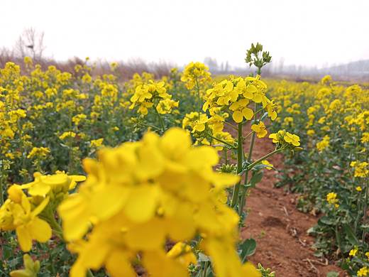 春天的氣息（個人主頁-ZNDM5NDQ3MTY=） - 風(fēng)光攝影 - 站酷設(shè)計師anayill原創(chuàng)素材 - 站酷ZCOOL