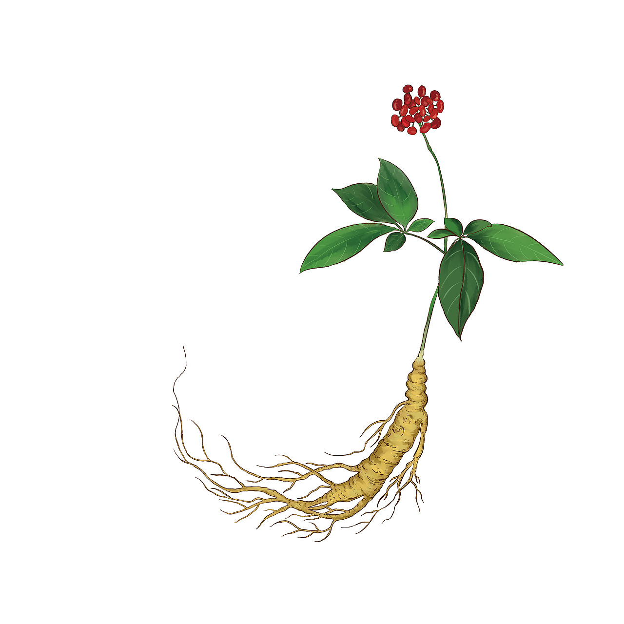 植物系列——人参