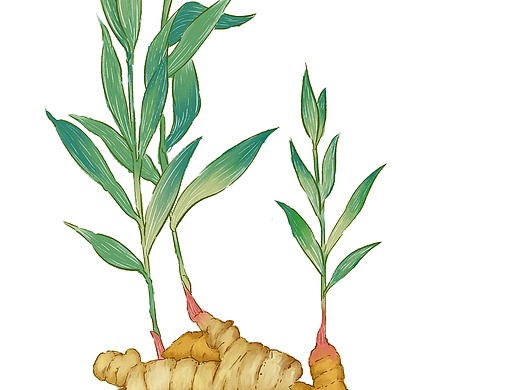 植物系列-姜
