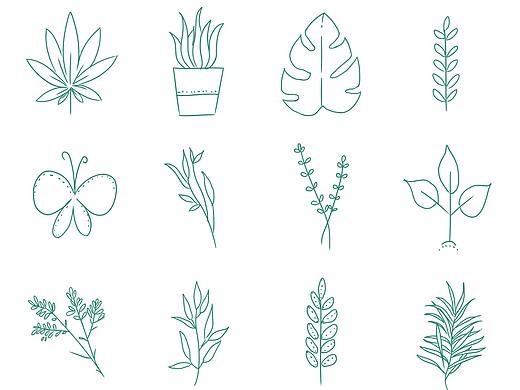 植物线稿练习