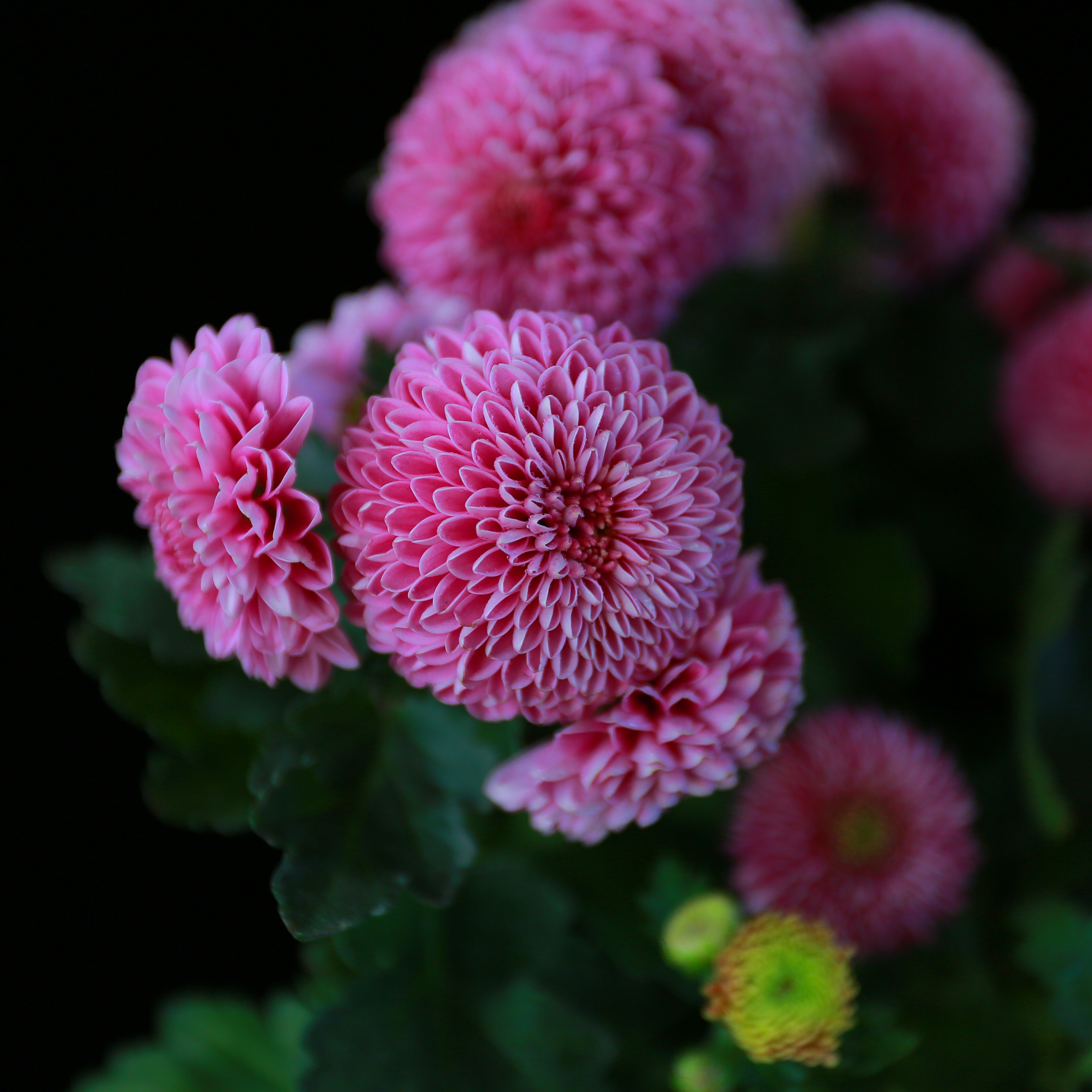 可爱的小菊花,喜欢伐