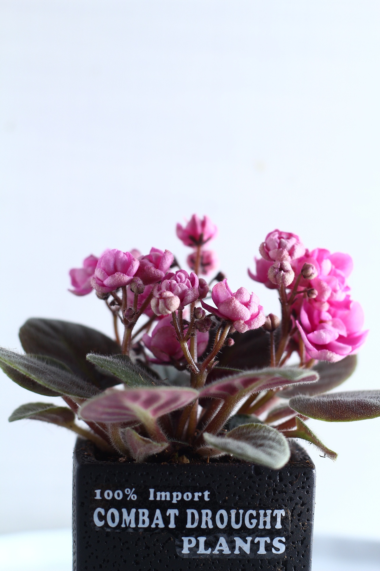 重瓣紫罗兰 黑色英文水泥盆 盆栽 | 绿植摄影