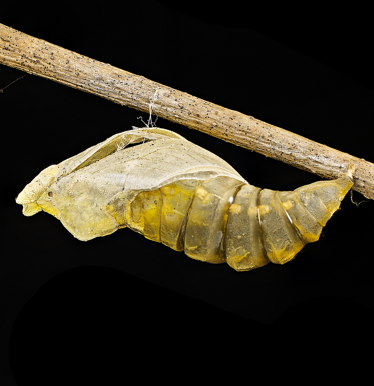 昆虫之美03绿带翠凤蝶的蜕变过程papiliomaackii