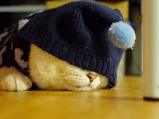 二狗子日常