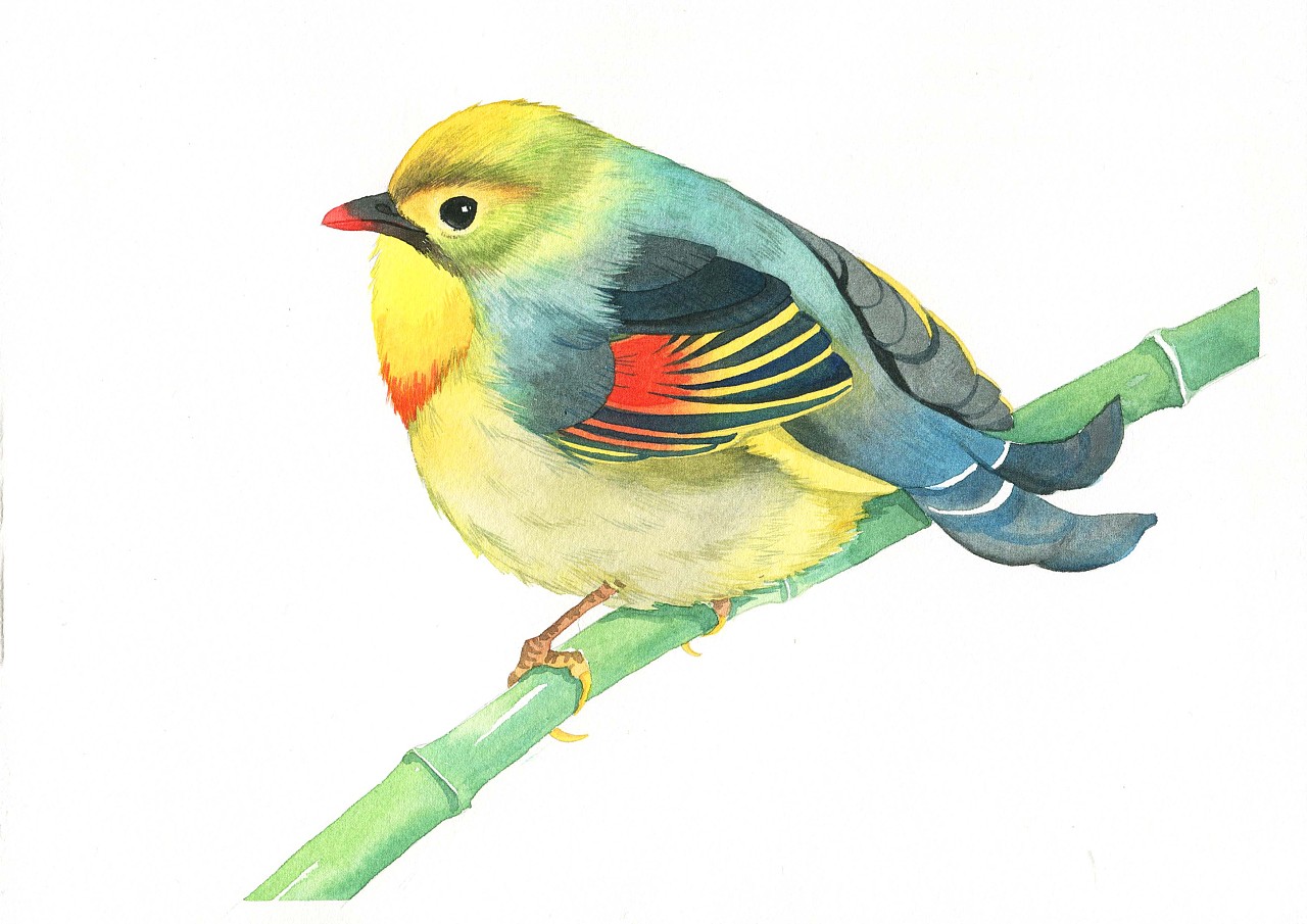 彩铅画（动物）鹦鹉|纯艺术|绘画|JackHu小虎 - 原创作品 - 站酷 (ZCOOL)