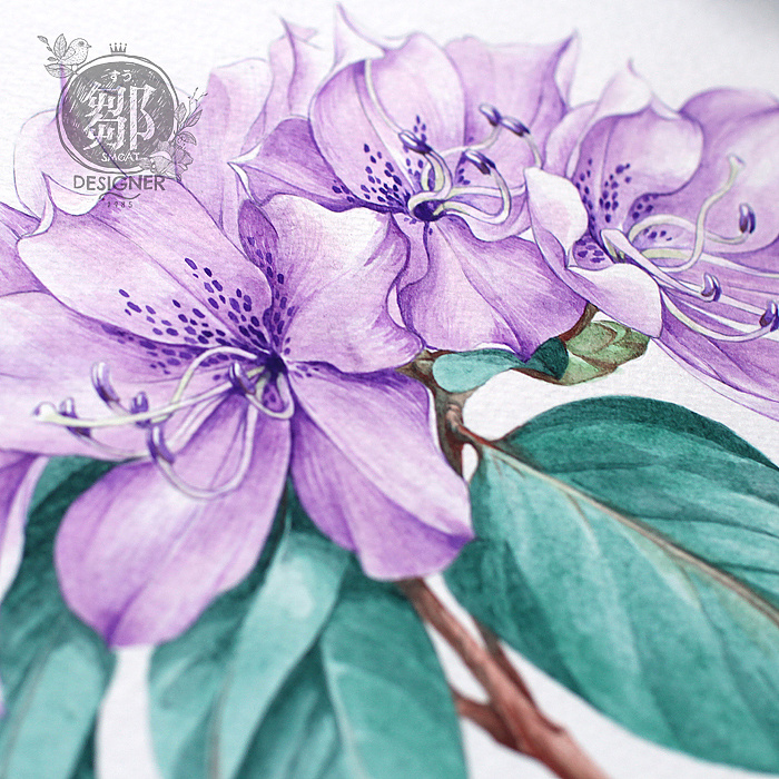 杜鹃花系列马银花