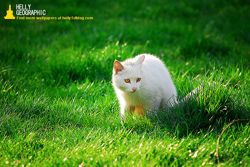 被遗弃的精灵-绿油油版~