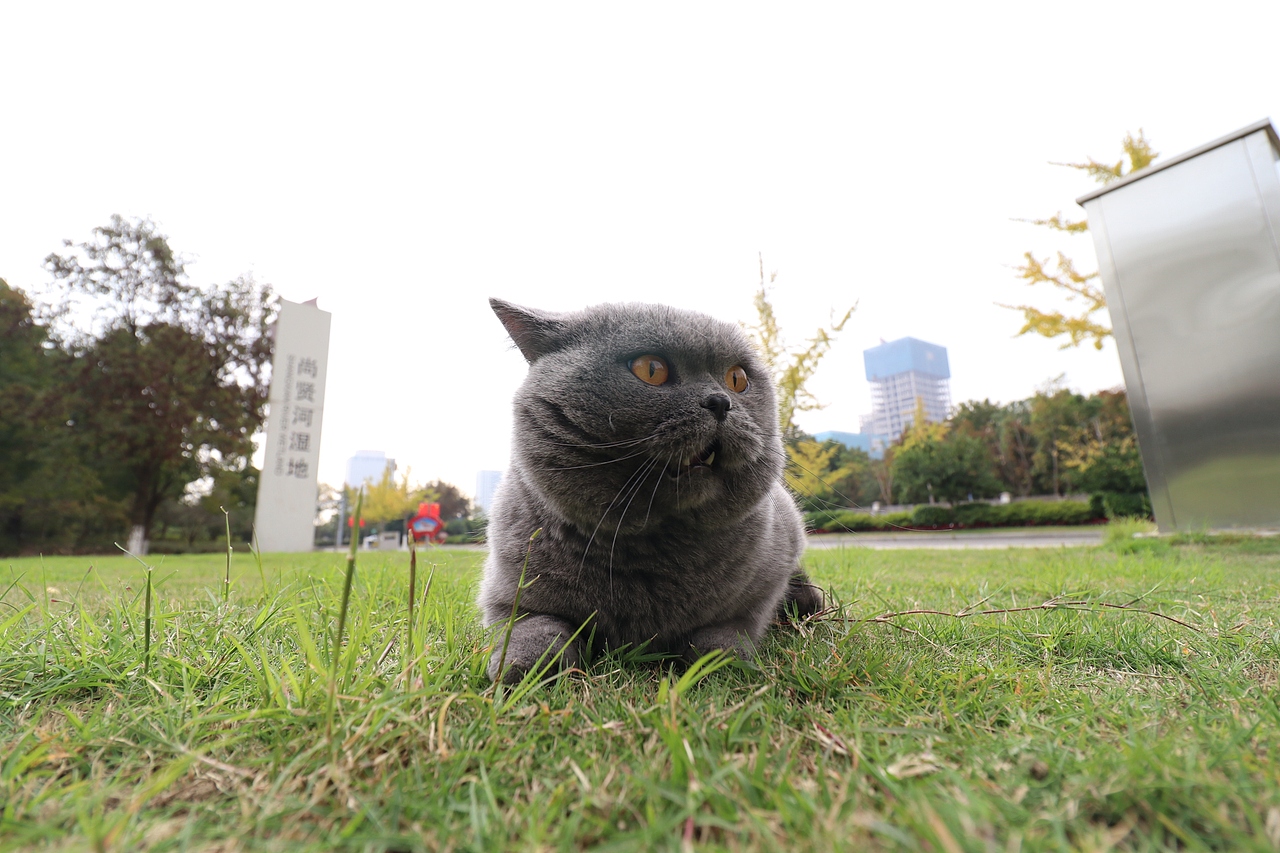 沐米猫舍 纯蓝色-英国短毛猫-高清照片