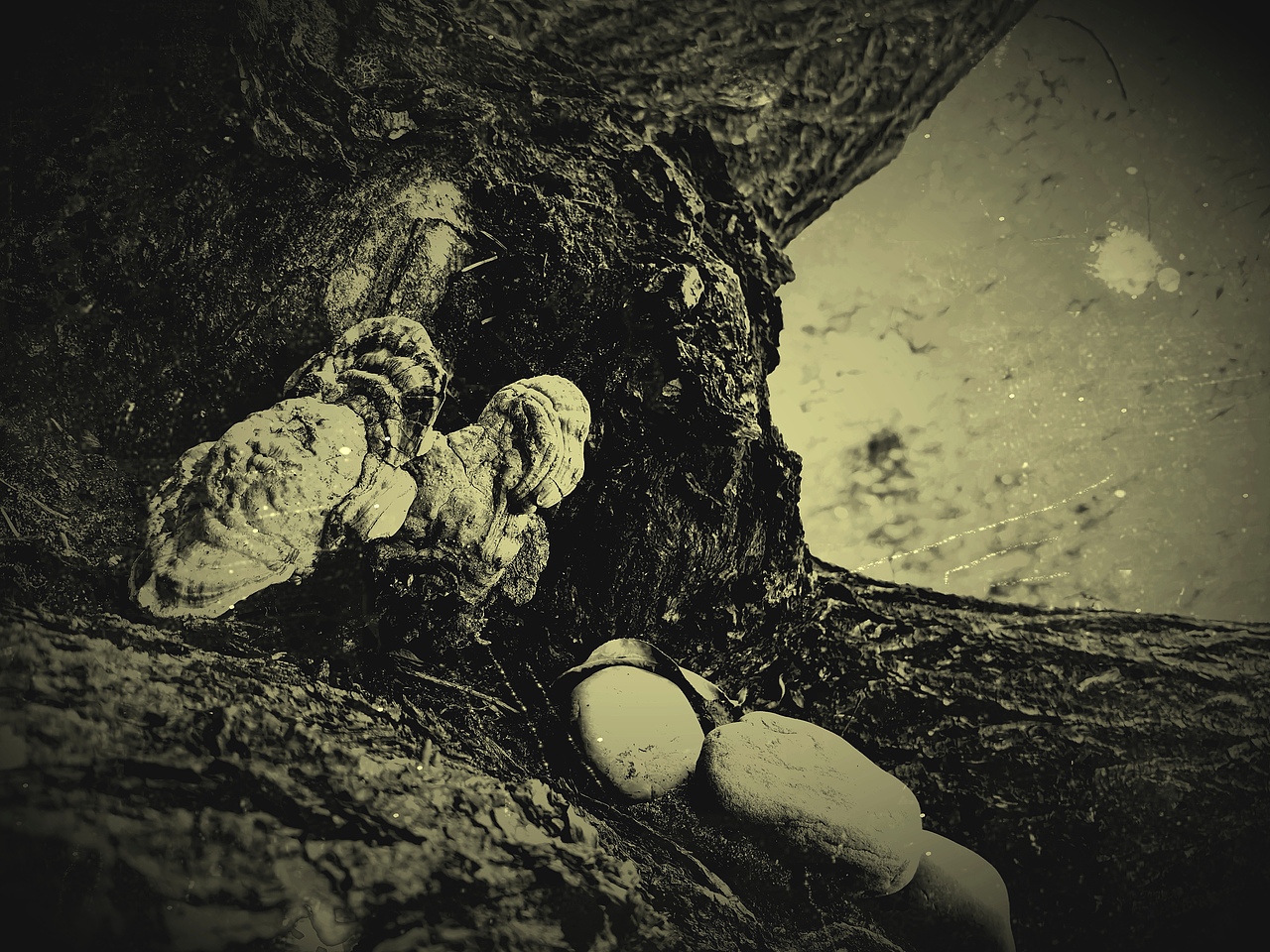 猴头（图ZMzc1NDU5ODIw） - 实验艺术 - 站酷设计师海鸟1412原创素材 - 站酷ZCOOL