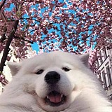 YISHENHUO的头像