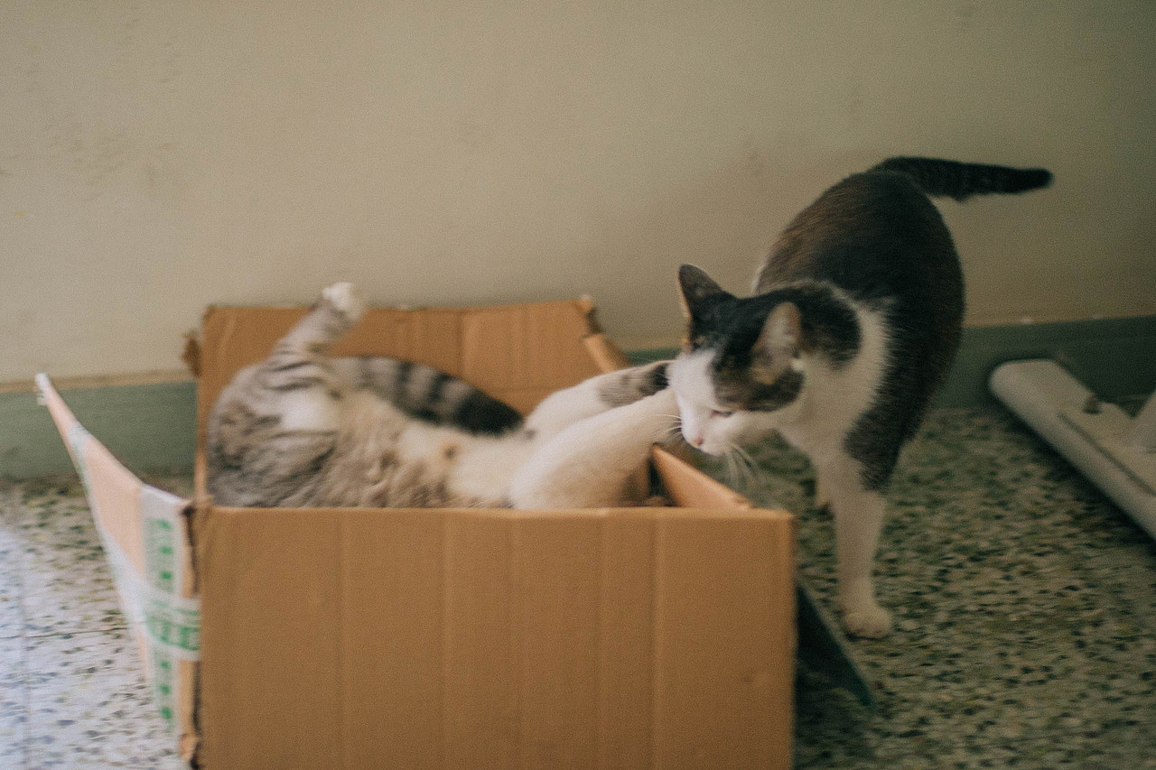 小“不然”在我家奔放生活（图ZMTY3NTc3MTg4） - 宠物摄影 - 站酷设计师WaYne_0418原创素材 - 站酷ZCOOL