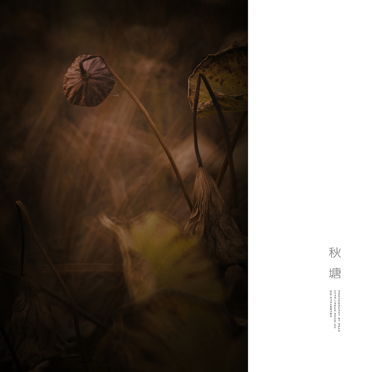 秋 塘（图ZMjAzMzk2NDQ=） - 风光摄影 - 站酷设计师pear1103原创素材 - 站酷ZCOOL