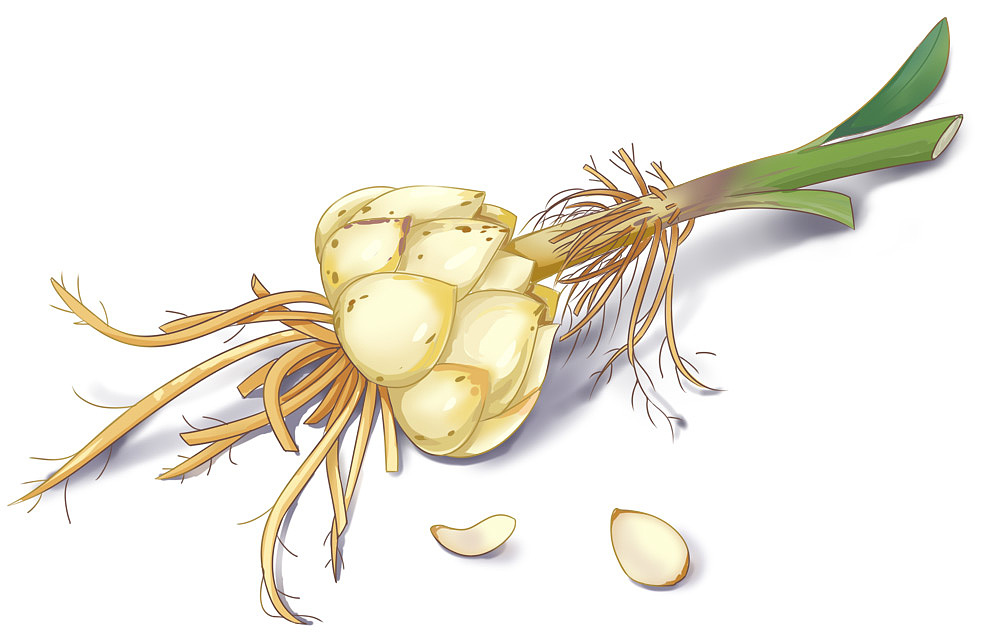 最喜欢画植物了（图ZMTcwMDIwOTg4） - 商业插画 - 站酷设计师月光森林C原创素材 - 站酷ZCOOL