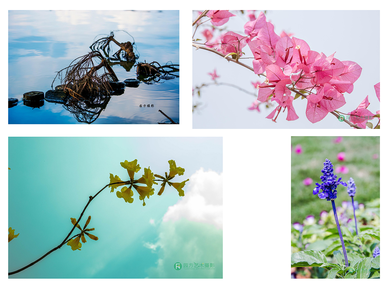 摄影作品集（图ZMTczNjY3MjEy） - 其他摄影 - 站酷设计师top拓扑设计原创素材 - 站酷ZCOOL