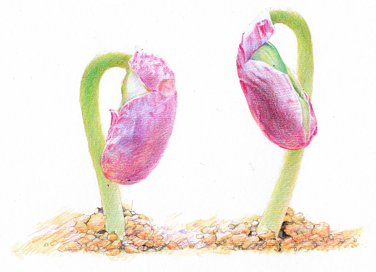 2012~2013彩铅画磨笔小品汇总(图ZMzQwNTcxMjg=) - 绘画 - 站酷设计师超超的青葱原创素材 - 站酷ZCOOL