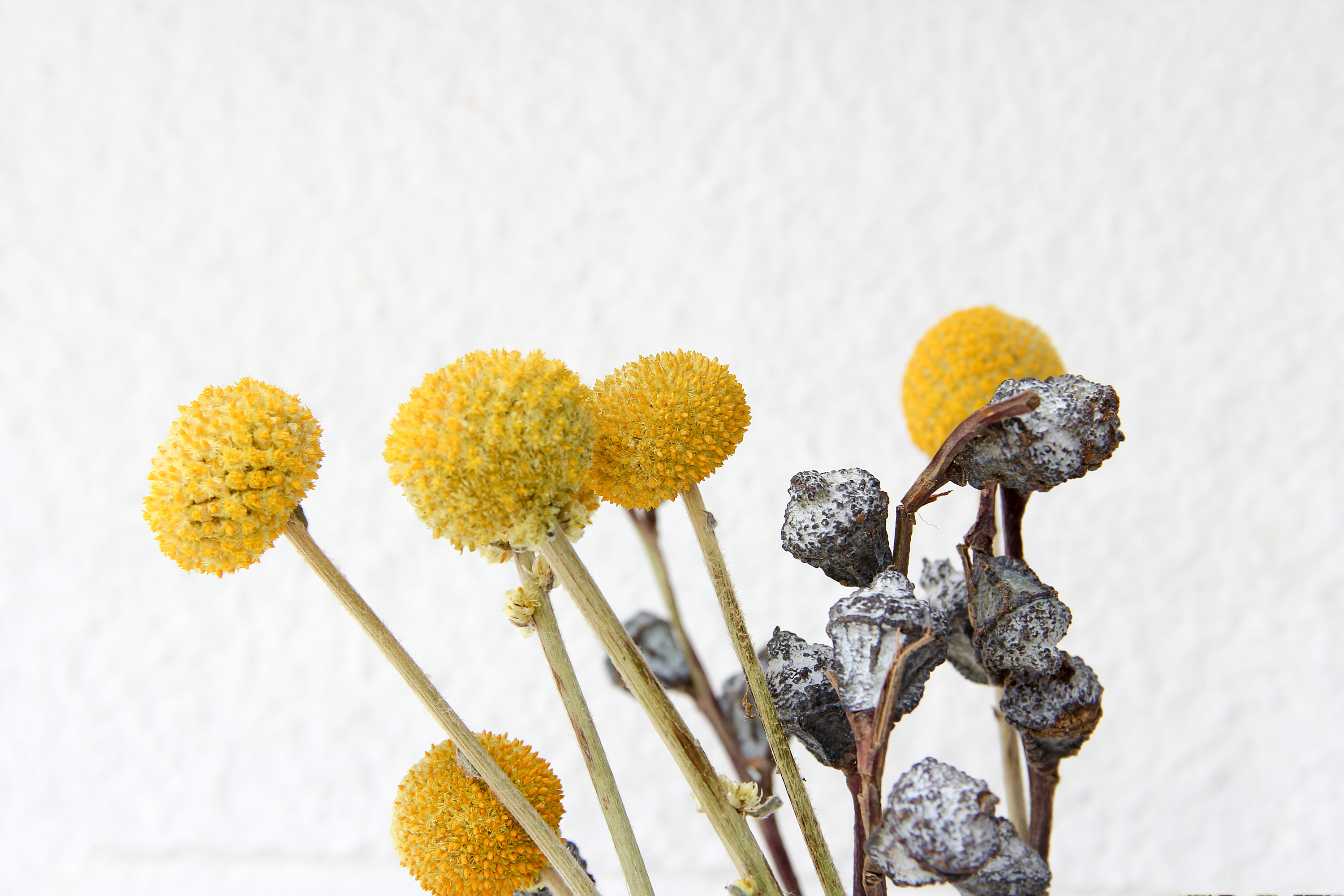 静物|摄影|产品摄影|竹子moment - 原创作品 - 站酷 (zcool)