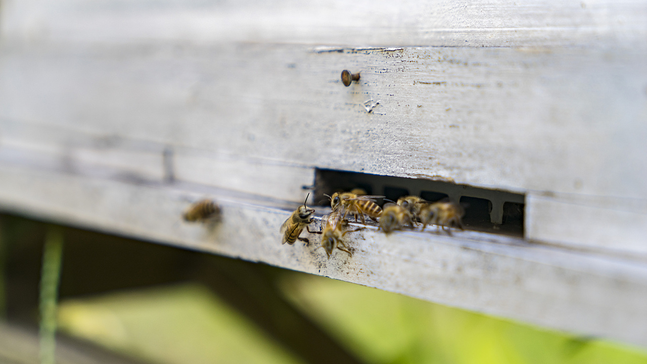 五府山蜜蜂谷采风