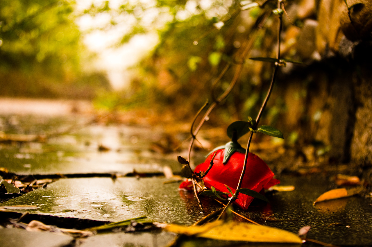 遗失在校园里的爱情（图ZMjU5NTc0OA==） - 风光摄影 - 站酷设计师穆青雨原创素材 - 站酷ZCOOL
