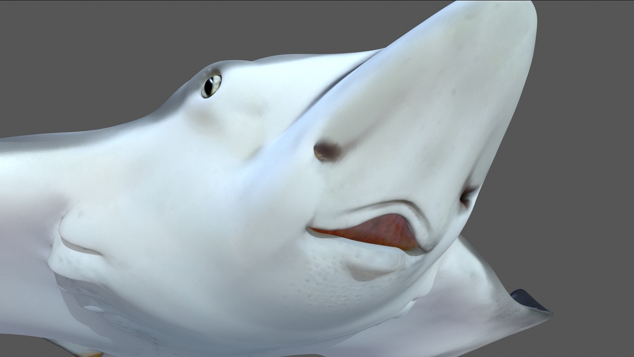 海洋动物模型制作-鳐鱼|三维|动画/影视|海盗大爷 - 原创作品 - 站酷
