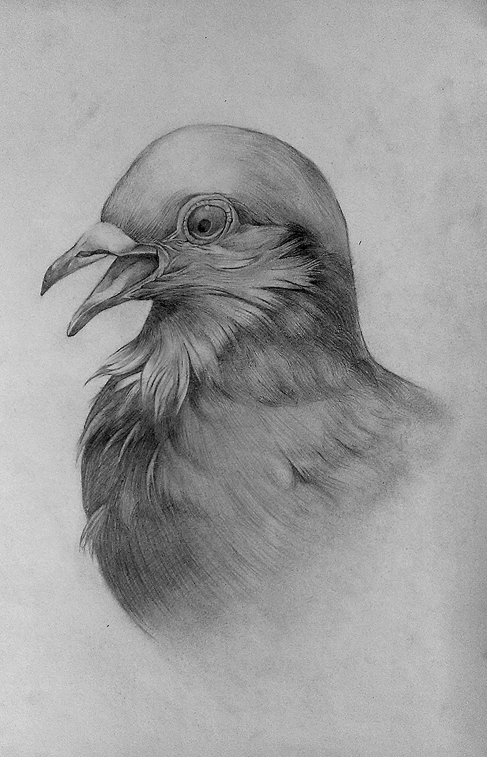 鸽子素描