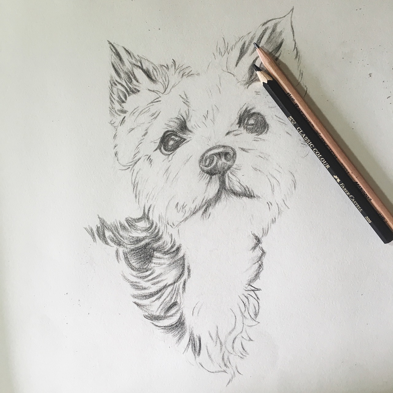 彩铅练习 | 约克夏犬