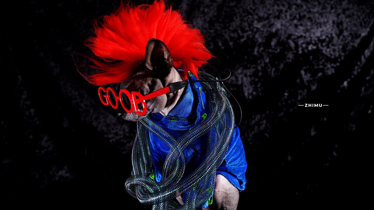 宠物摄影源计划-Elastic distortion（图ZMjU5MjM5ODEy） - 宠物摄影 - 站酷设计师至牧原创素材 - 站酷ZCOOL