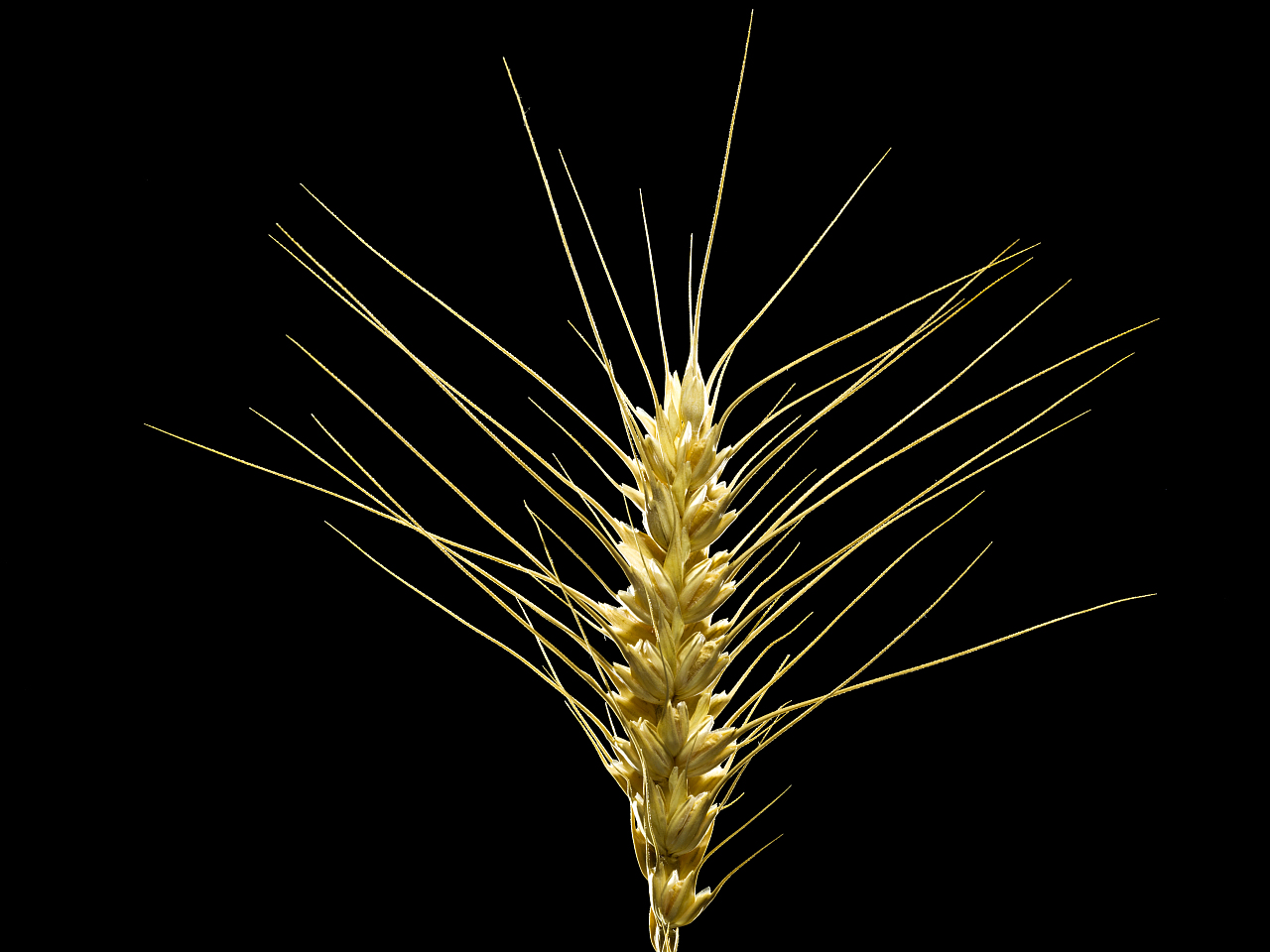 【植物志】身边的植物|摄影|产品摄影|鲸视觉工作室_原创作品-站酷zco