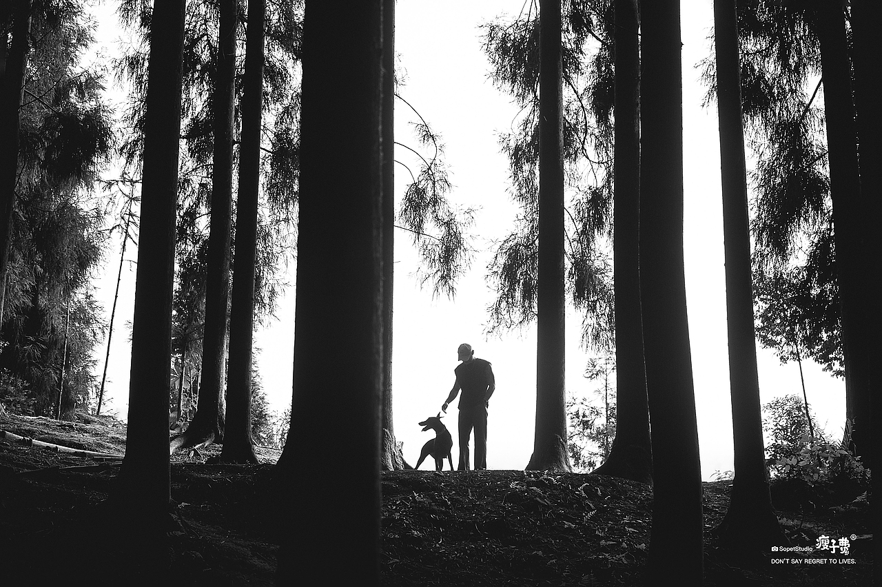 杜宾犬（图ZMzc1NjgwODY0） - 宠物摄影 - 站酷设计师宠物摄影师瘦子费原创素材 - 站酷ZCOOL