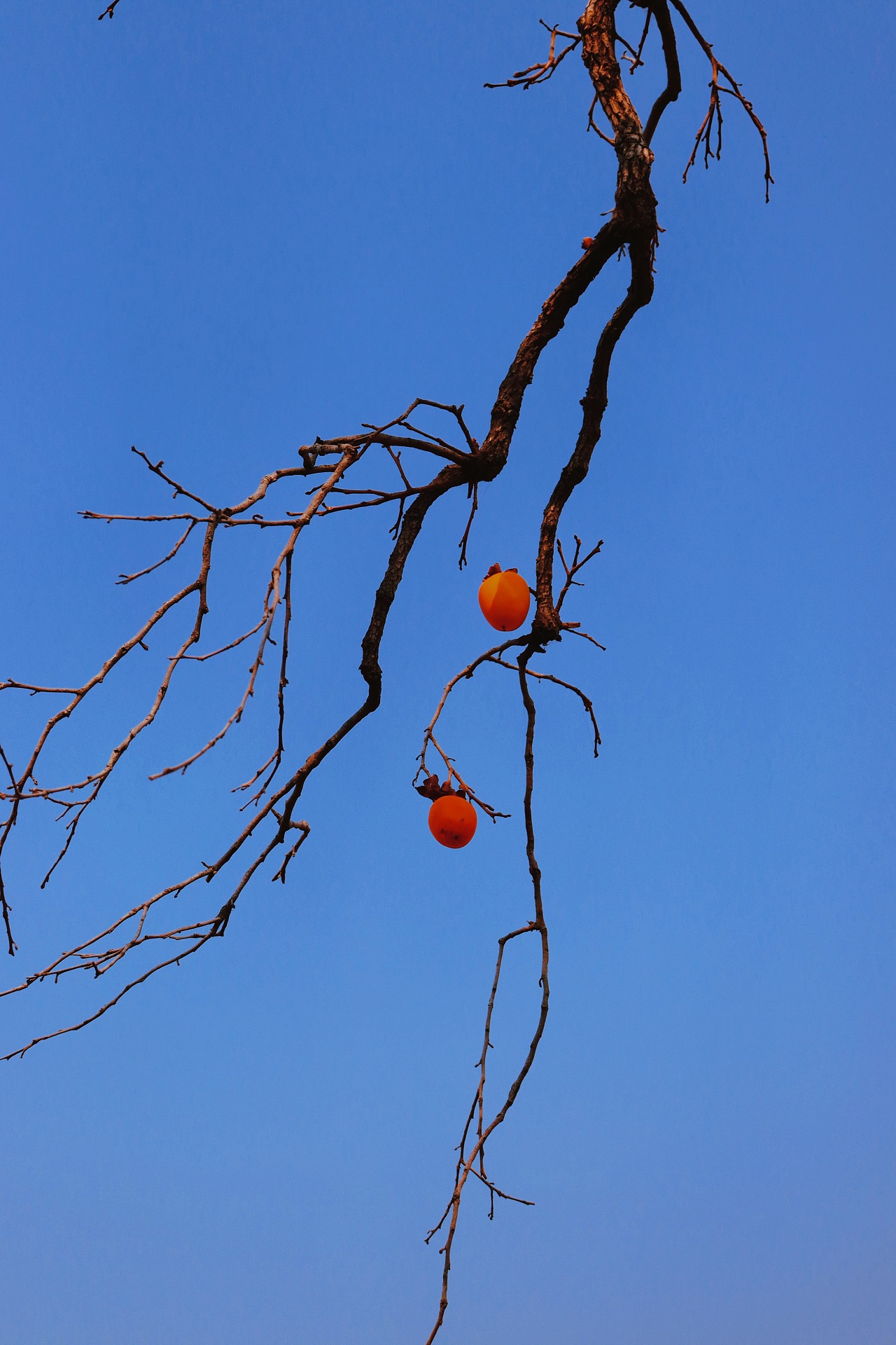 柿柿如意|摄影|风光摄影|清藤一 - 原创作品 - 站酷 (zcool)