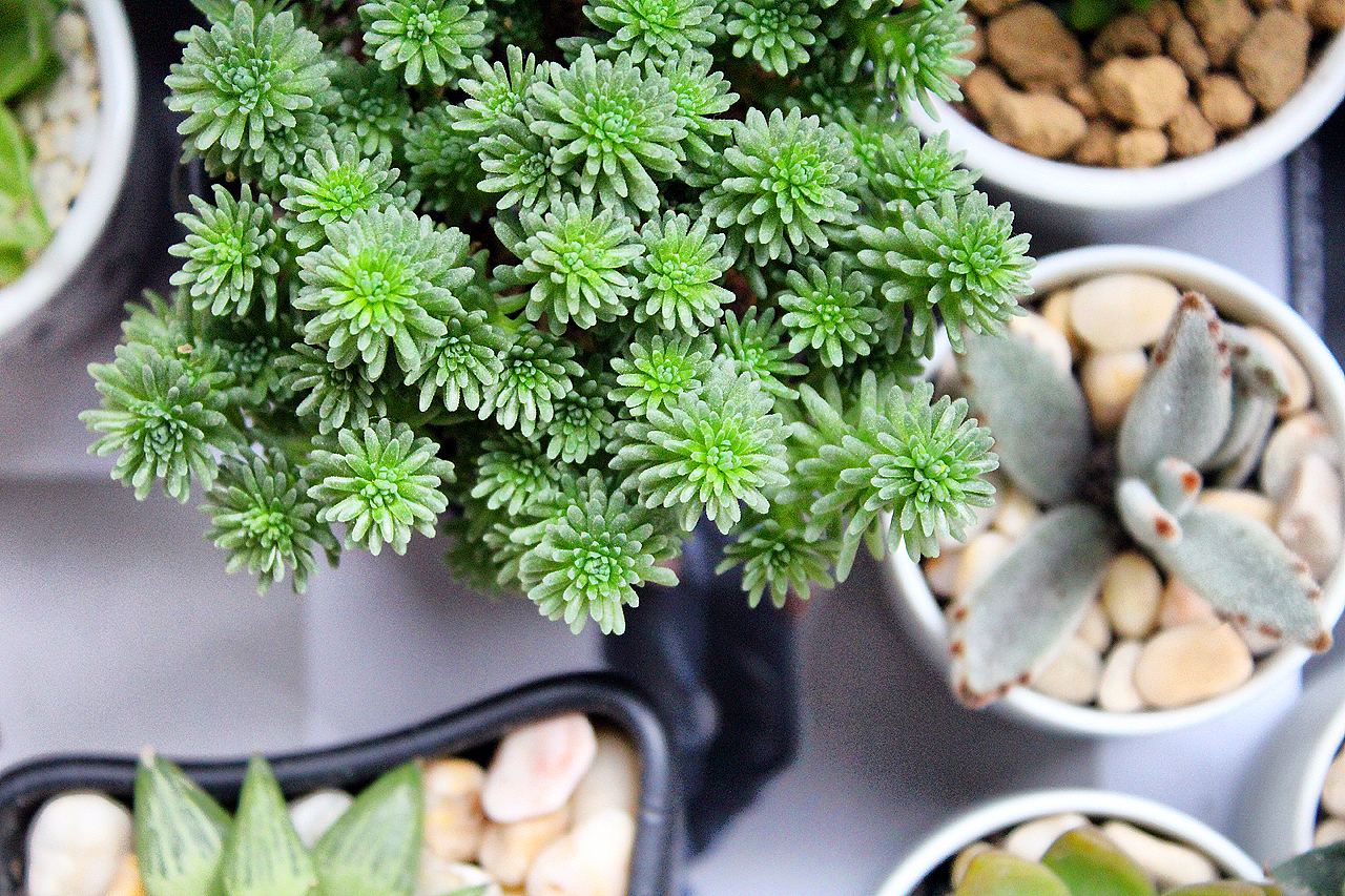 多肉（图ZOTQxMjQ1Mg==） - 风光摄影 - 站酷设计师mansonkorn原创素材 - 站酷ZCOOL