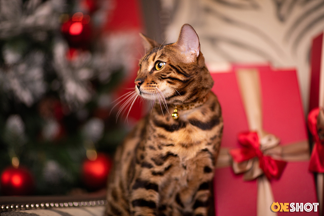 2018圣诞合集第一弹丨你的圣诞礼物又到啦!