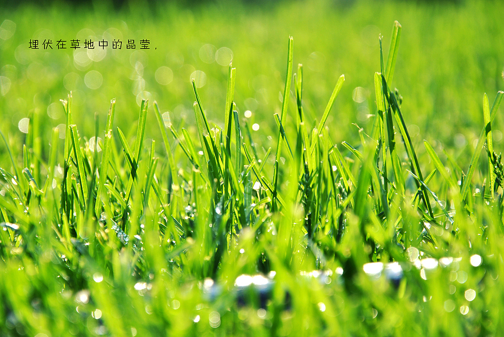 埋伏在草地中的晶瑩，（圖ZMTAwNzcxMg==） - 風(fēng)光攝影 - 站酷設(shè)計師Only_two原創(chuàng)素材 - 站酷ZCOOL
