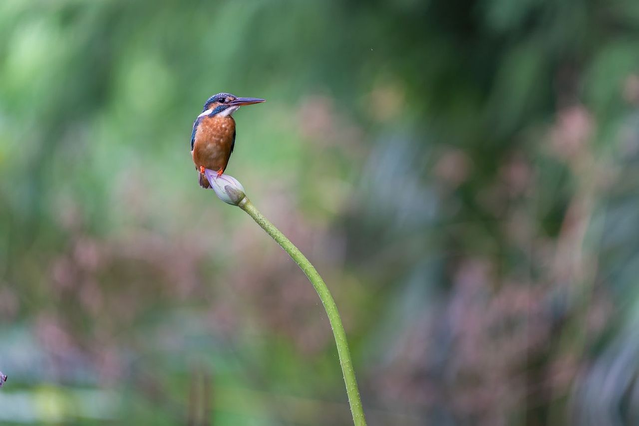 感悟自然·年度观鸟精华
