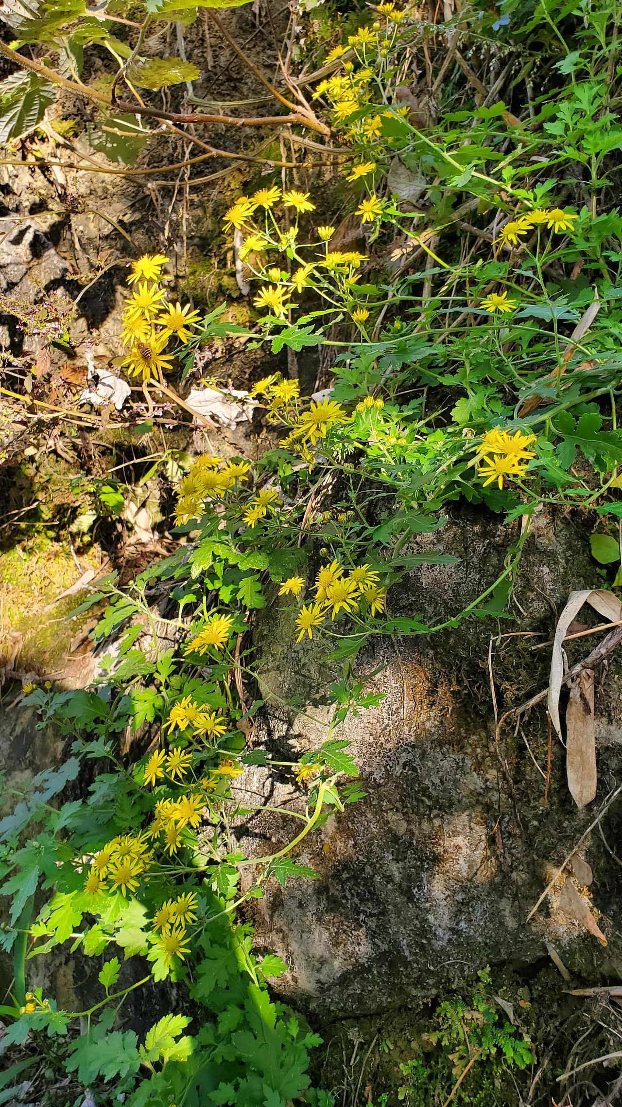 菊花（图ZMjk0NjkxNDY4） - 其他摄影 - 站酷设计师五花肉的空间原创素材 - 站酷ZCOOL