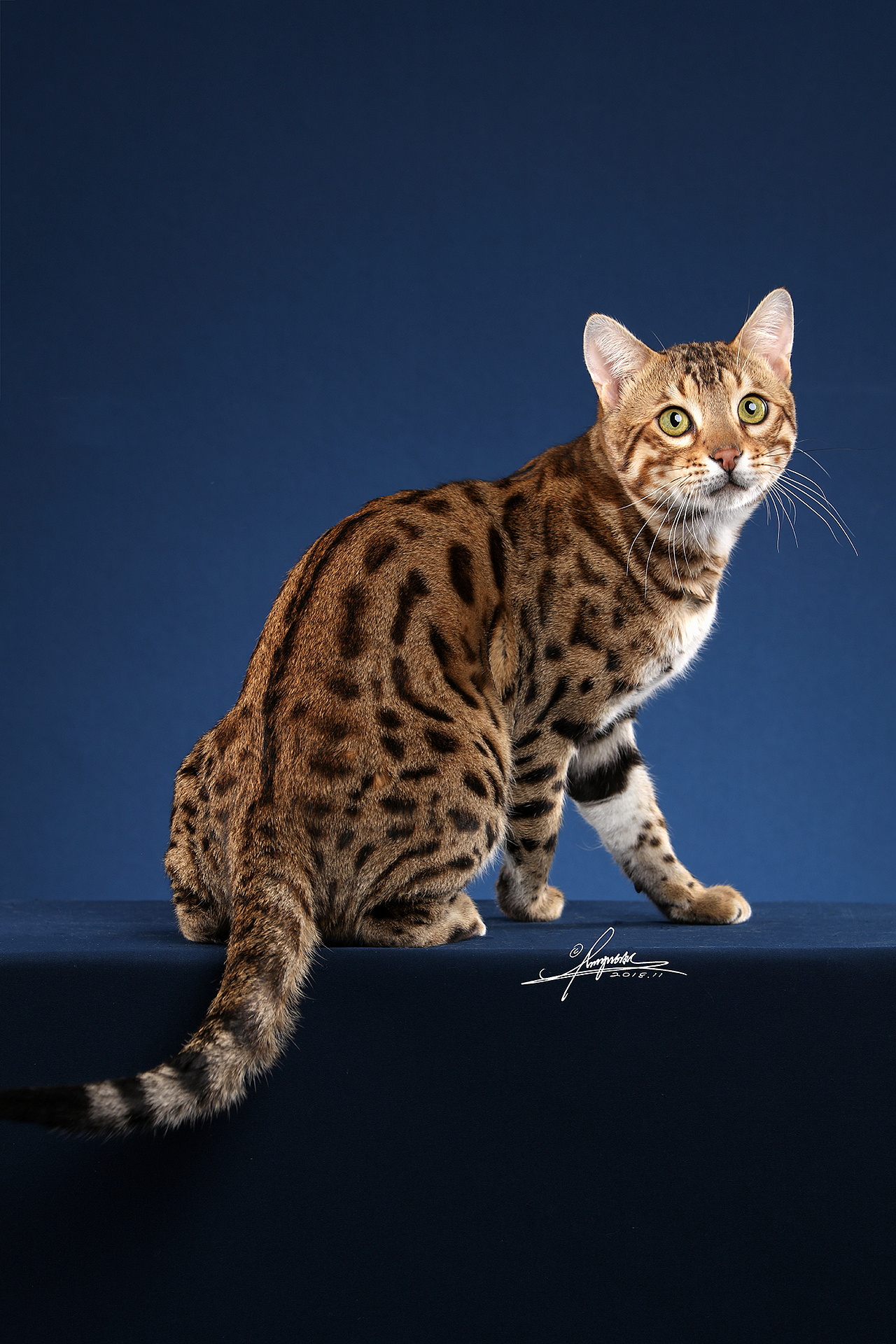 豹猫