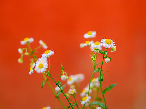 小区里的花花世界