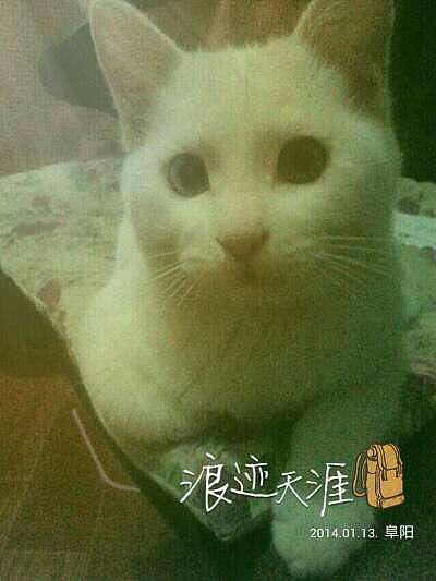 辛勤的猫奴一枚（图ZMjYxMDQxMjA=） - 其他 - 站酷设计师夏尛寞滴原创素材 - 站酷ZCOOL