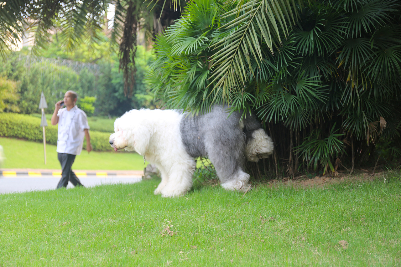 他五岁了（图ZNjUwMjM4NTY=） - 宠物摄影 - 站酷设计师芥末小E原创素材 - 站酷ZCOOL