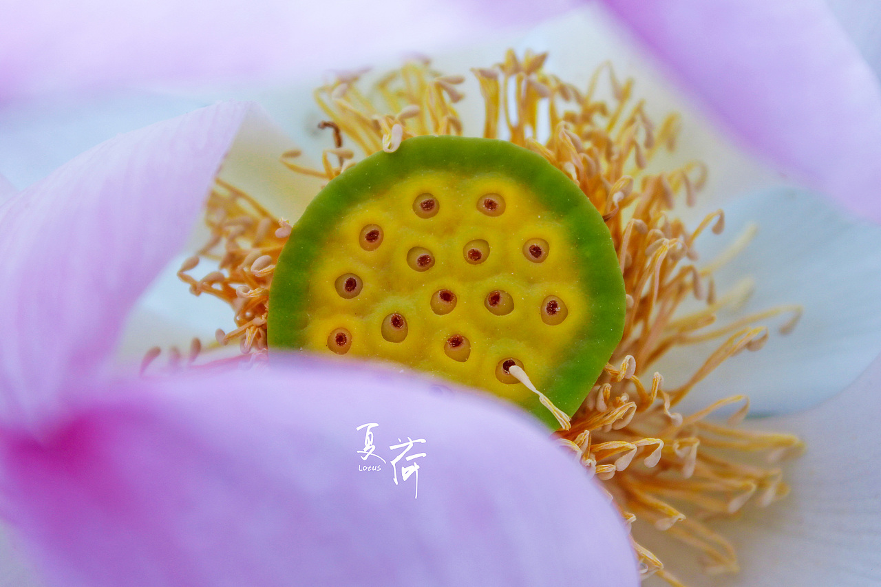 看取荷花净，应知不染心